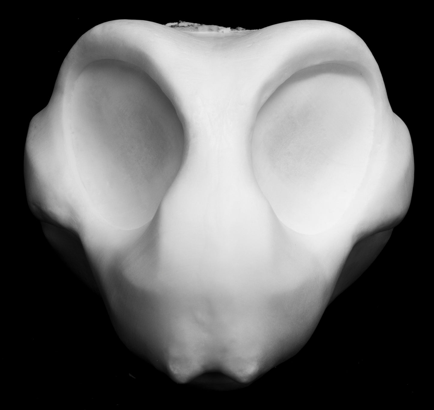 Large Bee, bumblebee, insect soft foam head base for costumes, mascots and fursuits.