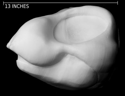 Large Bee, bumblebee, insect soft foam head base for costumes, mascots and fursuits.
